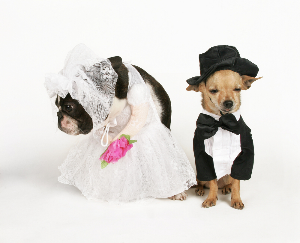 tổ chức đám cưới cho thú cưng