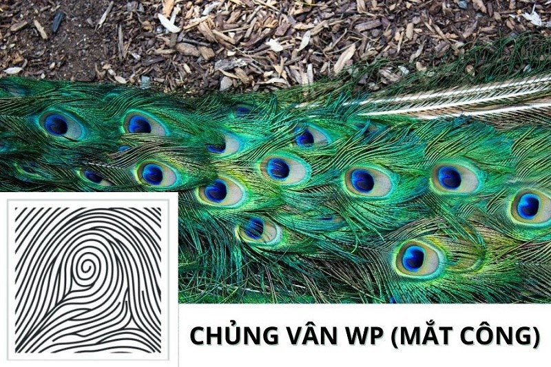 Chủng vân tay Peacock Eye