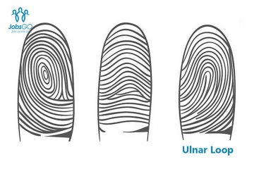 Chủng vân tay UL (Ulnar Loop): Đặc điểm tính cách & định hướng nghề nghiệp